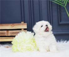 Puppies for sale maltese - Finland, Turks