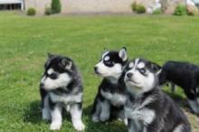 Puppies for sale , husky - Kyrgyzstan, Bishkek