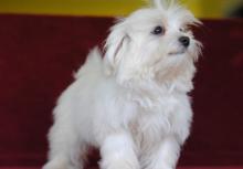 Puppies for sale maltese, puppies - Ireland, Dublin