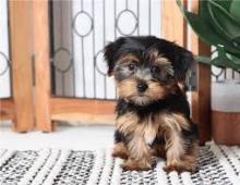 Puppies for sale yorkshire terrier, puppies - Ireland, Cork