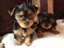 Puppies for sale yorkshire terrier - Uzbekistan, Nukus