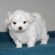 Puppies for sale maltese - Ireland, Dublin