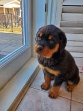 Puppies for sale rottweiler - Kazakhstan, Pavlodar