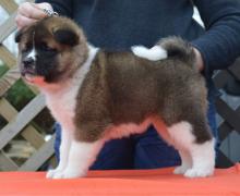 Puppies for sale akita - Belarus, Mogilev