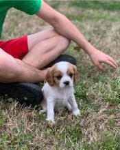 Puppies for sale , cavalier king - Uzbekistan, Bukhara