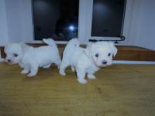 Puppies for sale maltese - Tajikistan, Istaravshan
