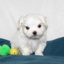 Puppies for sale maltese, puppies - Ireland, Dublin