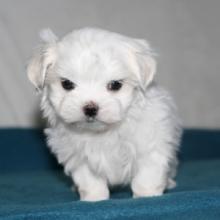 Puppies for sale maltese, puppies - Ireland, Dublin