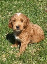 Puppies for sale , cockapoo - Kyrgyzstan, Osh