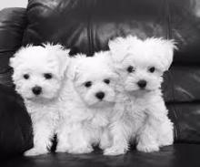 Puppies for sale maltese - Armenia, Armenia