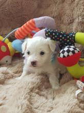 Puppies for sale maltese - Moldova, Balti