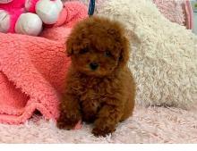 Puppies for sale other breed, maltipoo puppies - Armenia, Armenia
