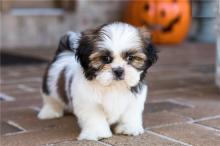 Puppies for sale shih tzu - Ukraine, Kharkiv