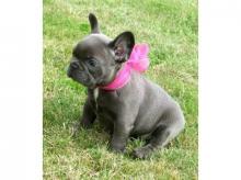 Puppies for sale french bulldog, reinrassige französische bulldogge welpen - Austria, Vienna. Price 1000 €