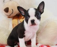 Puppies for sale boston terrier - Armenia, Armenia