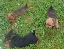 Puppies for sale australian terrier - Kyrgyzstan, Osh