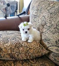 Puppies for sale maltese - Ukraine, Kirovograd