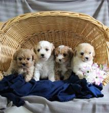 Puppies for sale , havapoo - Kyrgyzstan, Osh