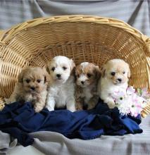 Puppies for sale , havapoo - Armenia, Vanadzor