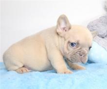 Puppies for sale french bulldog - Kyrgyzstan, Bishkek