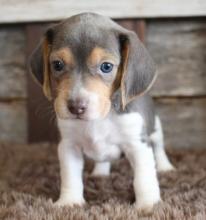 Puppies for sale beagle - Belarus, Mogilev