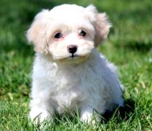 Puppies for sale , cockachon - Armenia, Vanadzor