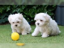 Puppies for sale maltese - Moldova, Balti