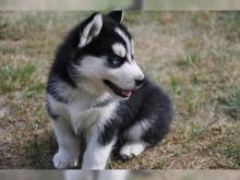 Puppies for sale , husky - Georgia, Rustavi