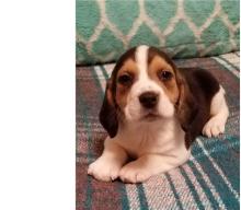 Puppies for sale beagle - Moldova, Cahul