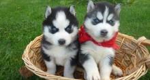 Puppies for sale , husky - Poland, Bedzin