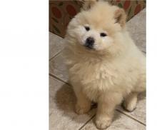 Puppies for sale chow chow - Ukraine, Kharkiv