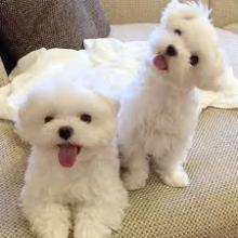 Puppies for sale maltese - United Kingdom, Rugby