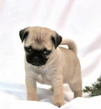 Puppies for sale pug - Ireland, Cork