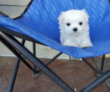 Puppies for sale maltese - Canada, Nova Scotia