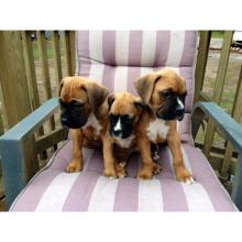 Puppies for sale boxer - France, Paris. Price 10 €