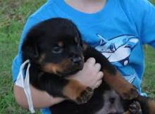 Puppies for sale rottweiler - Azerbaijan, Lankaran