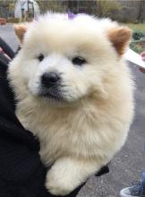 Puppies for sale chow chow - Kyrgyzstan, Osh
