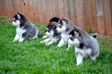 Puppies for sale other breed, pomsky puppies - Ukraine, Kiev