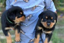 Puppies for sale rottweiler - Uzbekistan, Namangan