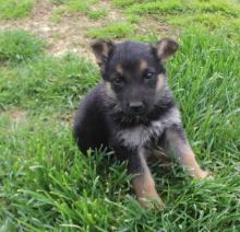 Puppies for sale german shepherd dog - Ukraine, Lugansk