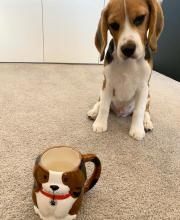 Puppies for sale beagle - Ireland, Cork