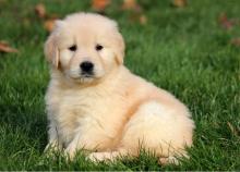 Puppies for sale golden retriever - Uzbekistan, Fergana