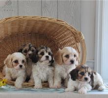 Puppies for sale , cavachon - Tajikistan, Istaravshan