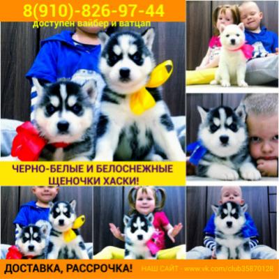 Продам щенка Хаски - Россия, Москва