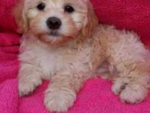 Puppies for sale , maltipoo - United Kingdom, Nottingham. Price 155 €