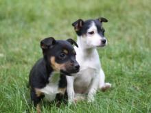 Puppies for sale jack russell terrier - France, Paris. Price 32 €