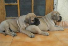 Puppies for sale bullmastiff - Belarus, Gomel