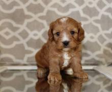 Puppies for sale , cavapoo - Ukraine, Lugansk