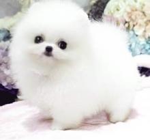 Puppies for sale , pomeranian  - Kazakhstan, Temirtau