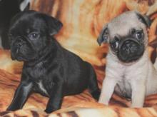 Puppies for sale pug - Uzbekistan, Namangan